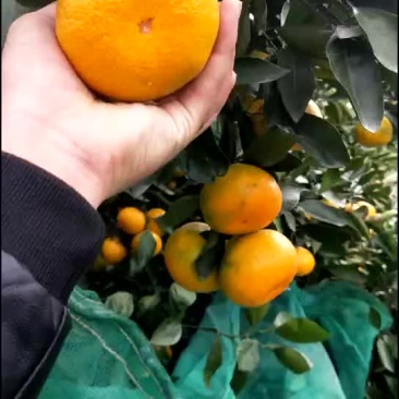 涌泉蜜桔