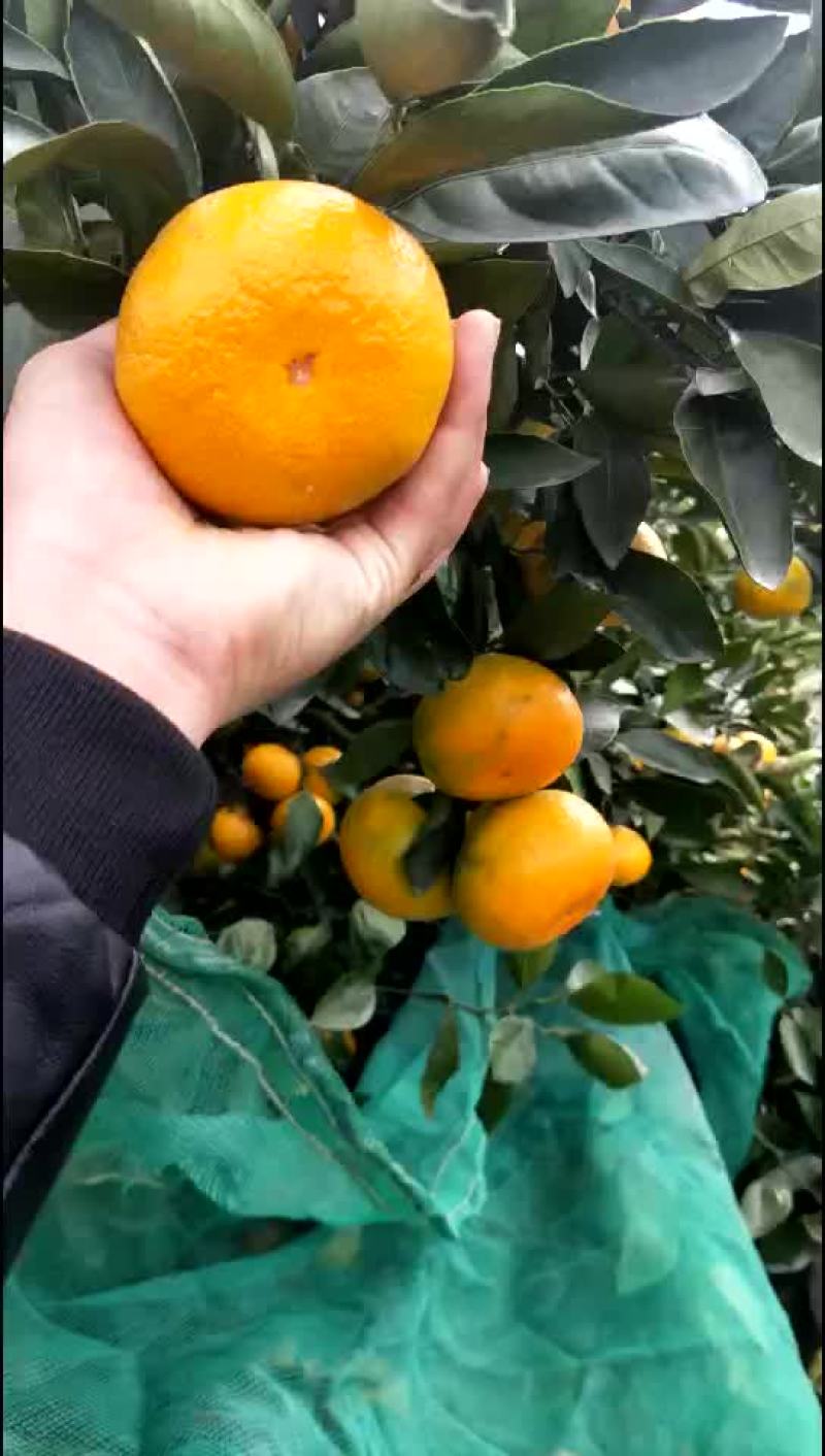 涌泉蜜桔
