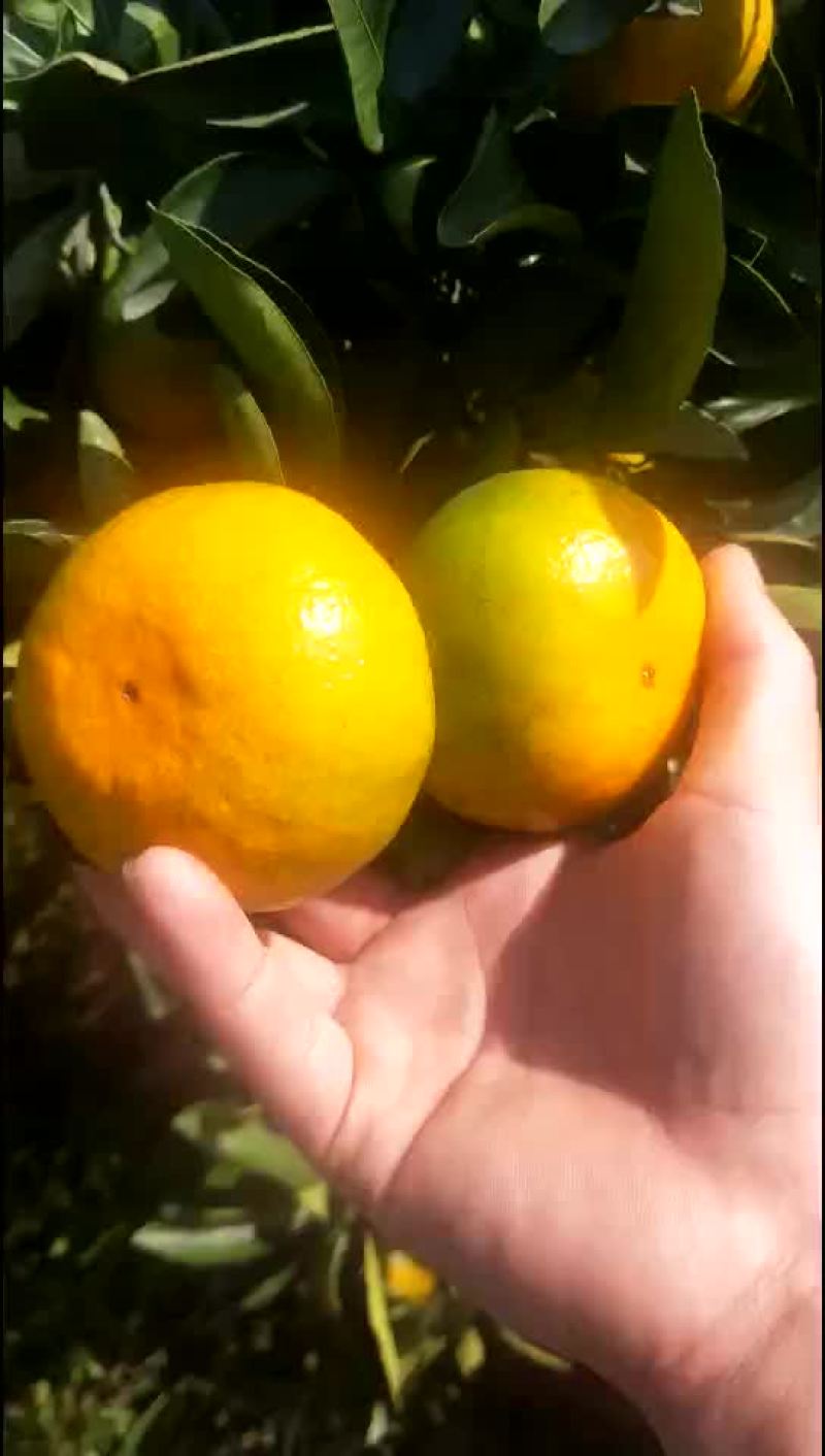 涌泉蜜桔