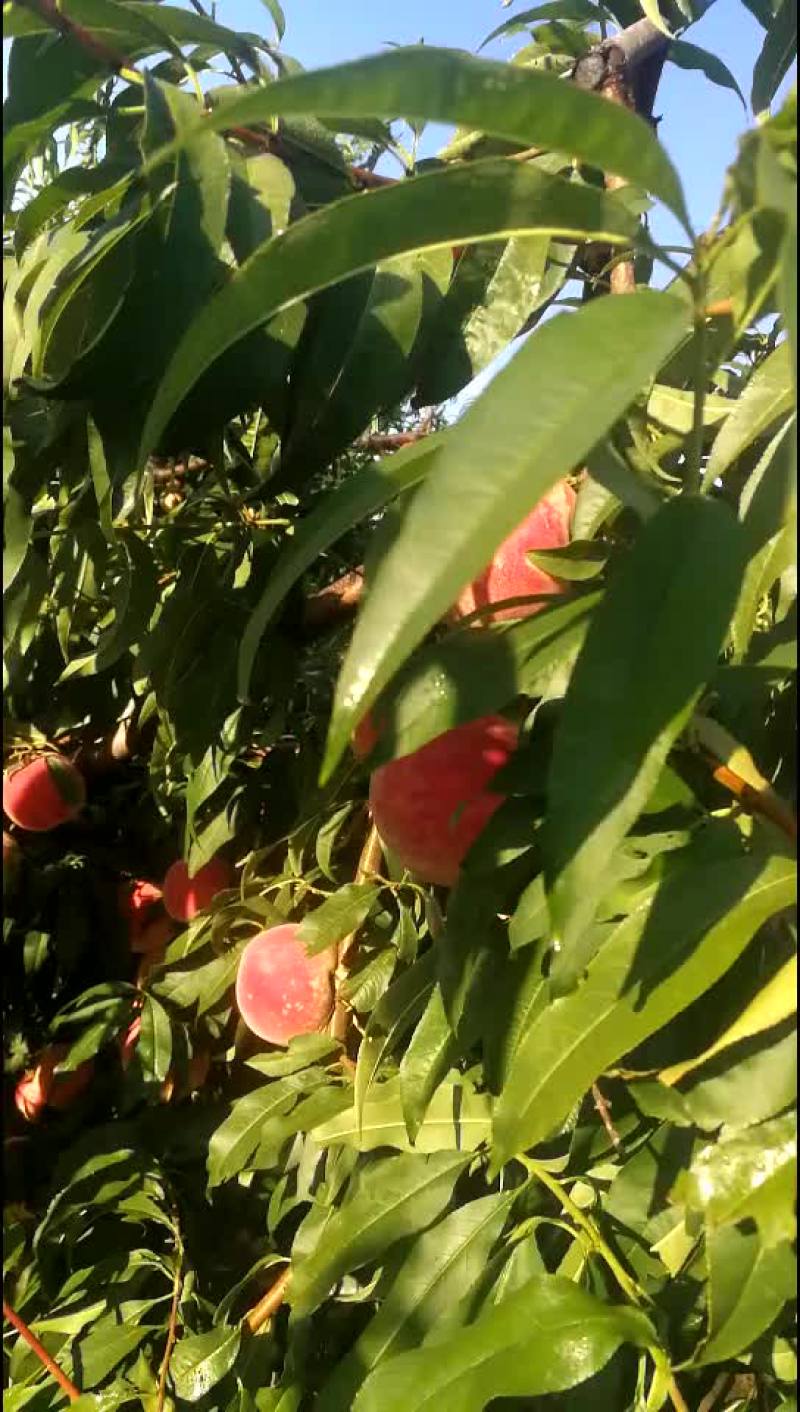 金秋红蜜