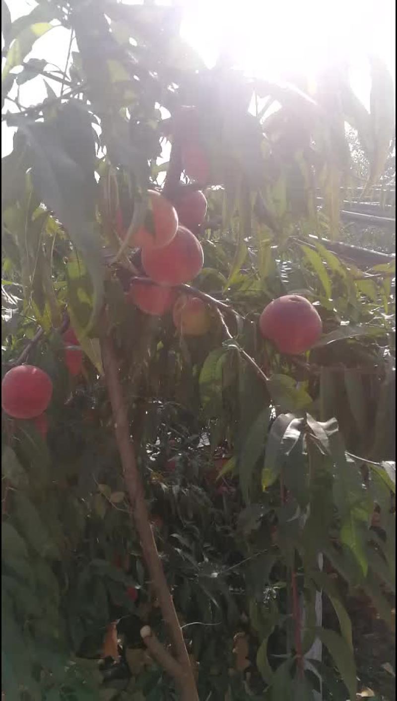 金秋红蜜