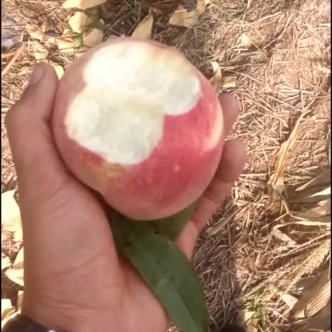 金秋红蜜