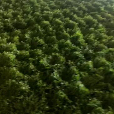 苦菊