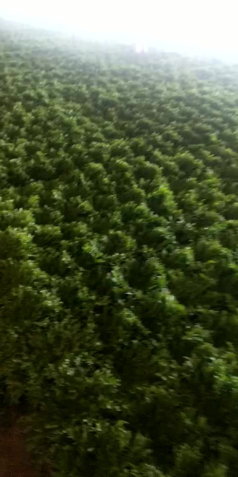 苦菊