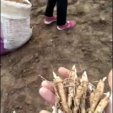 芍药苗