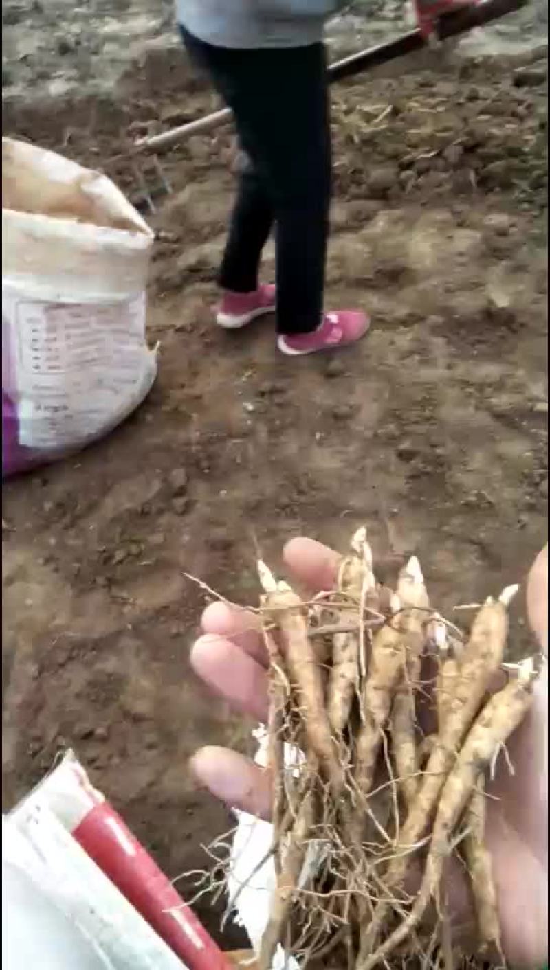 芍药苗