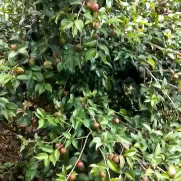 油茶籽