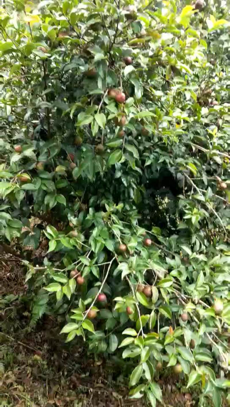 油茶籽