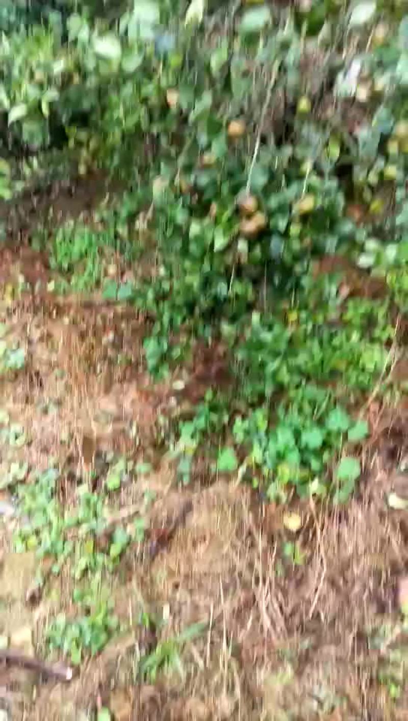 山茶籽
