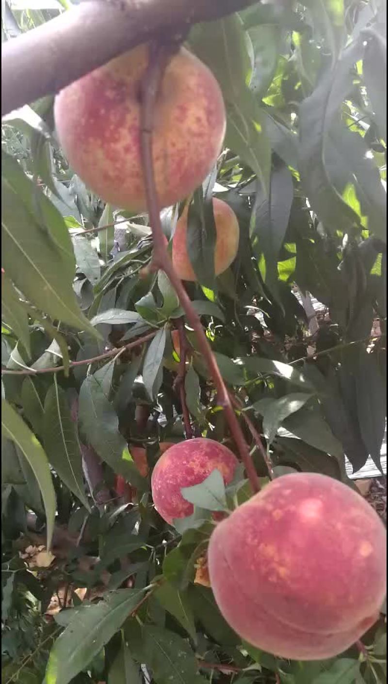 金秋红蜜，映霜红蜜