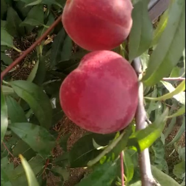 金秋红蜜，映霜红蜜