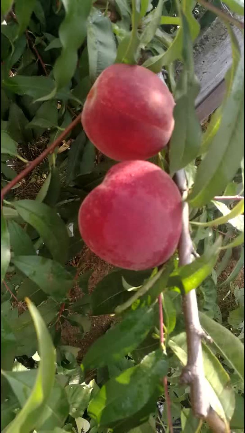 金秋红蜜，映霜红蜜