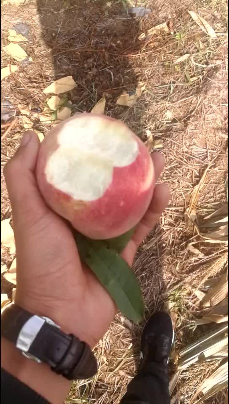 金秋红蜜，映霜红蜜