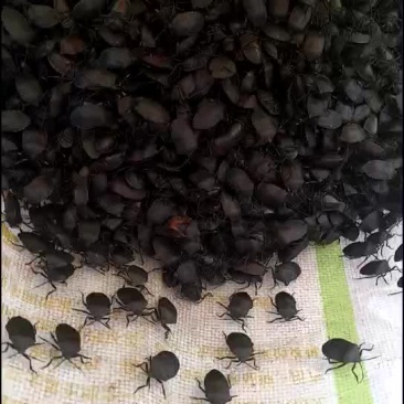 九香虫鲜货