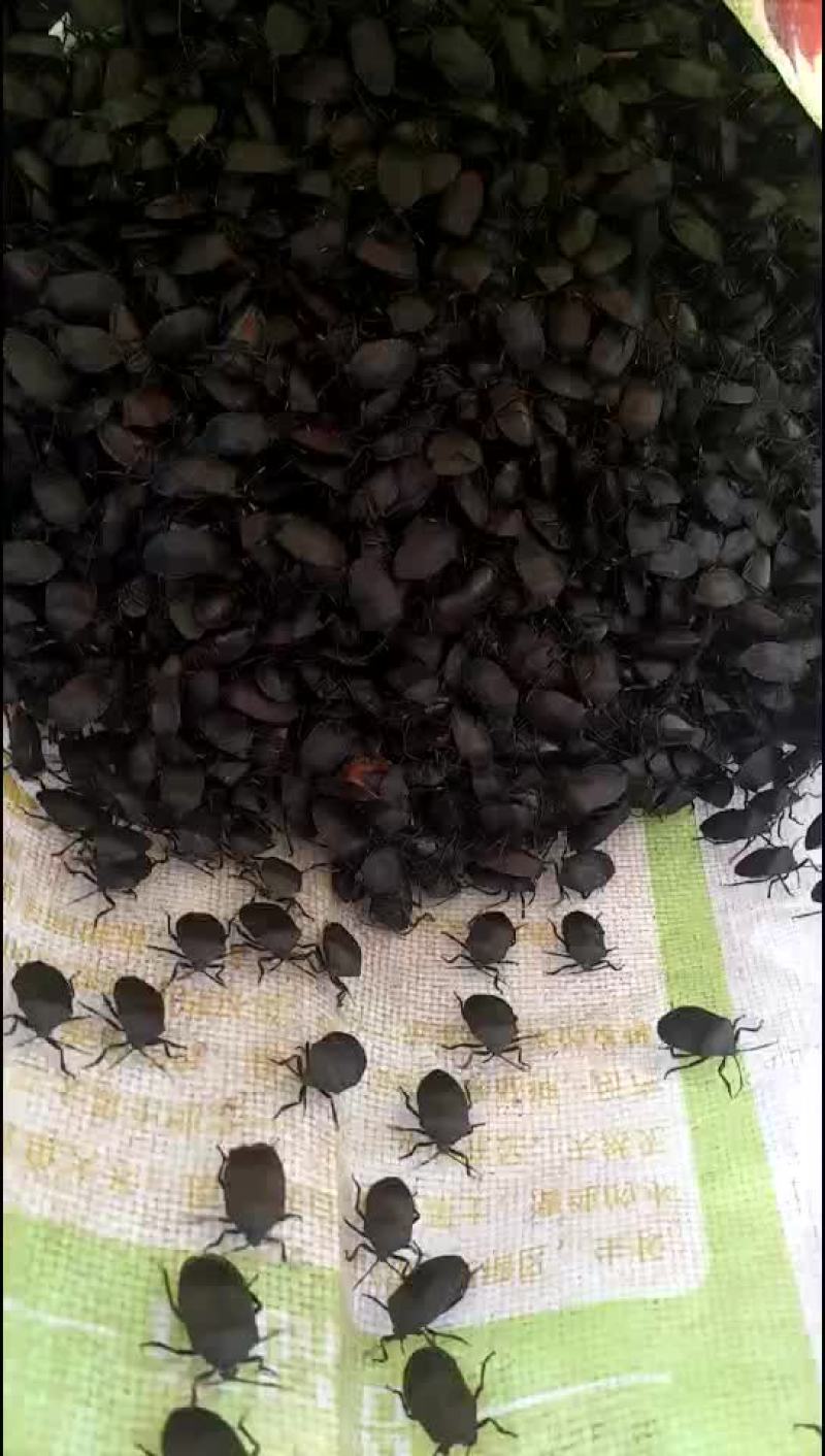 九香虫鲜货