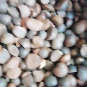 干油茶籽