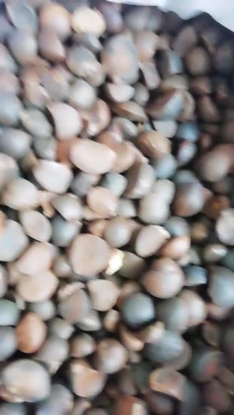 干油茶籽