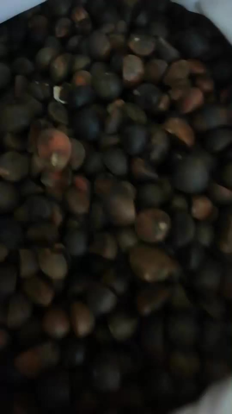 湿油茶籽以大量上市