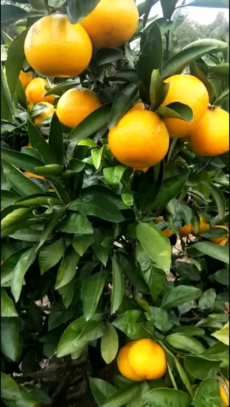 涌泉蜜桔