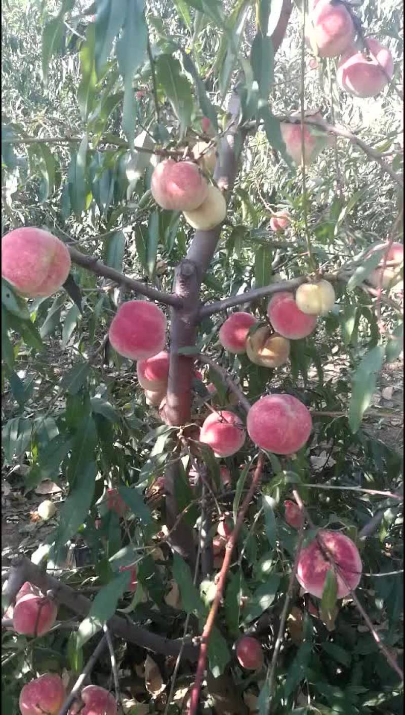 映霜红蜜桃