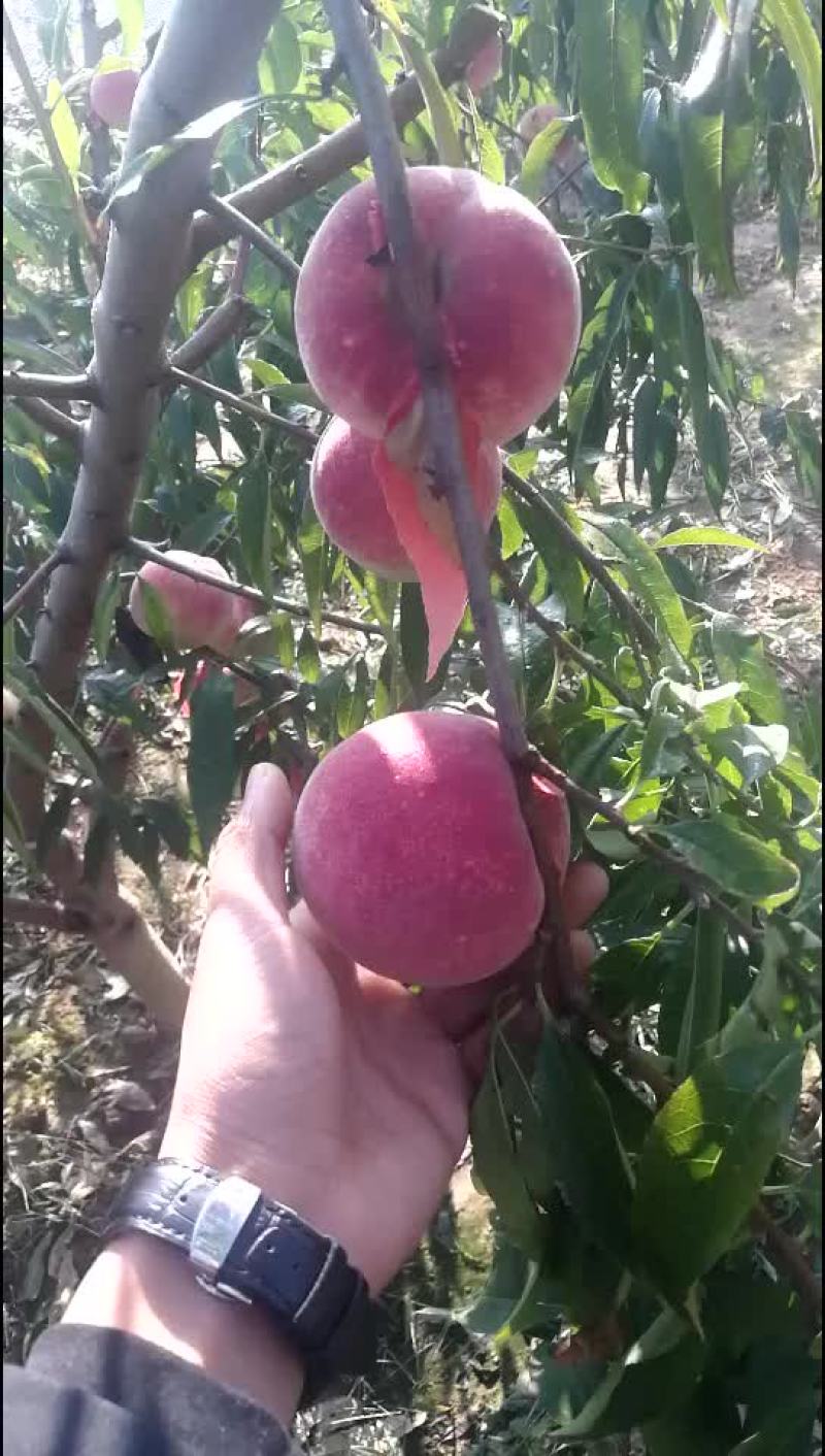 映霜红蜜桃