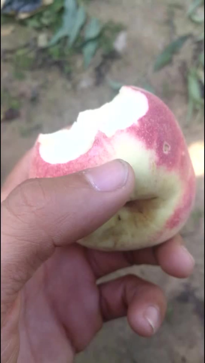 映霜红蜜桃
