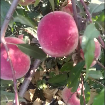 映霜红蜜桃