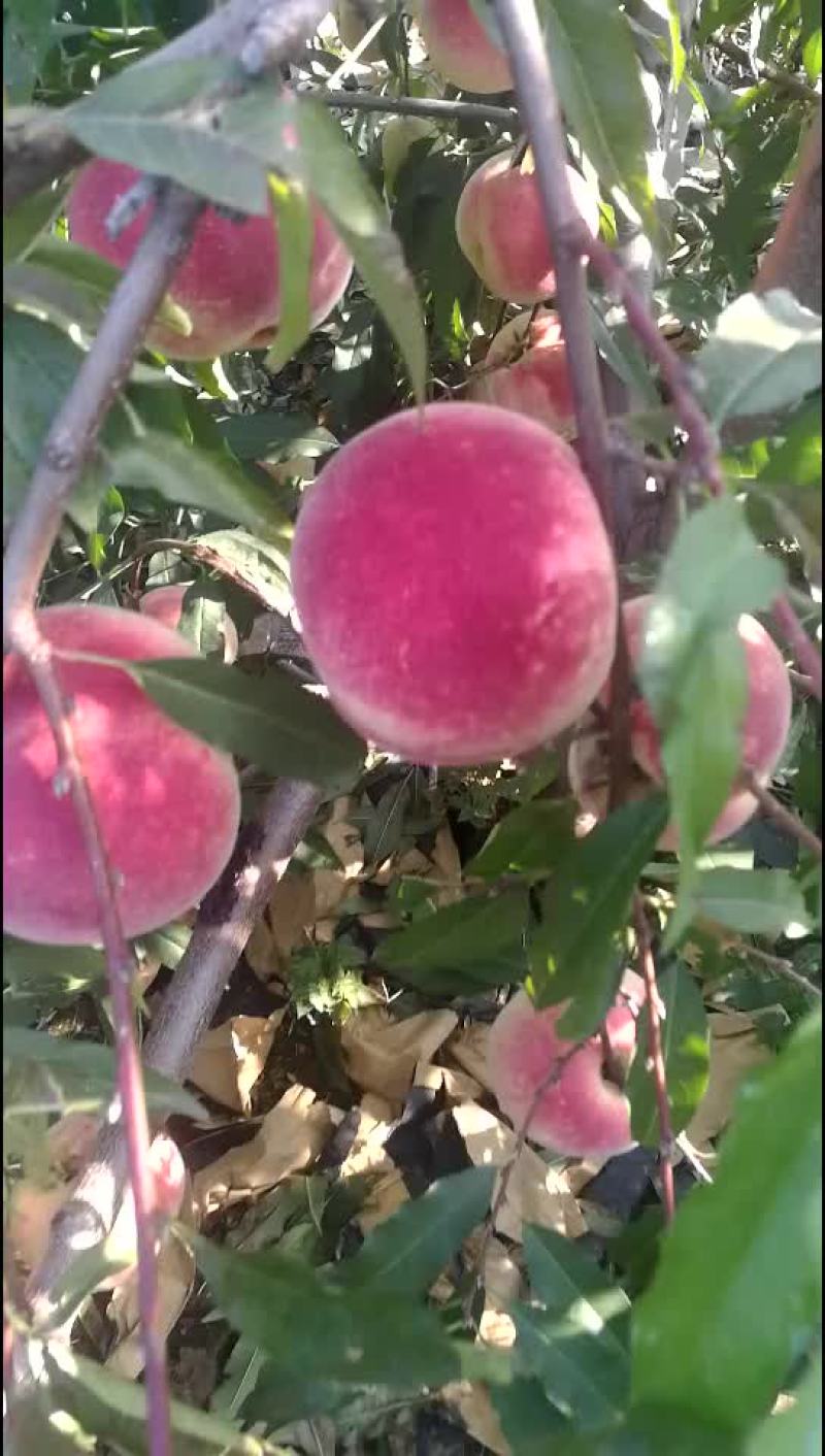 映霜红蜜桃