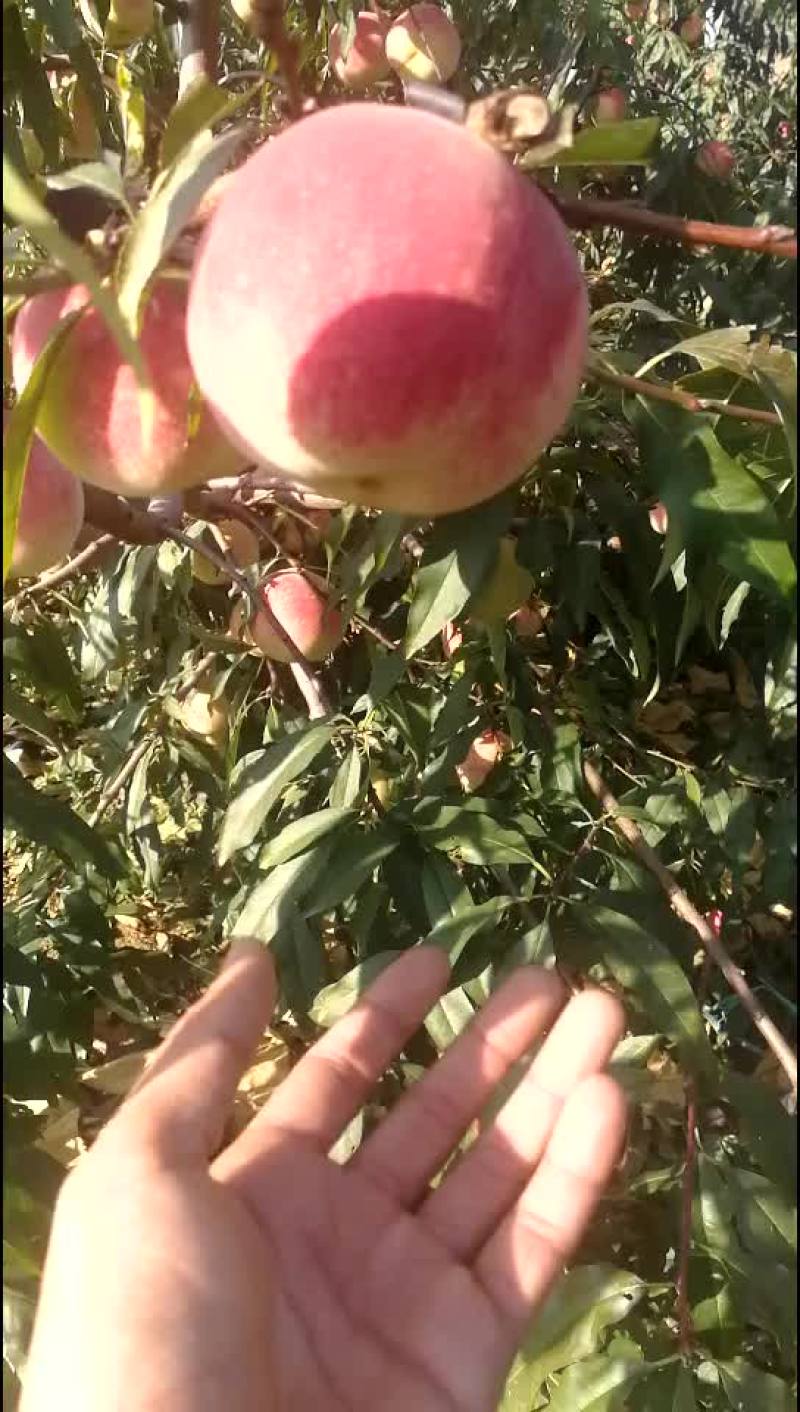 映霜红蜜桃