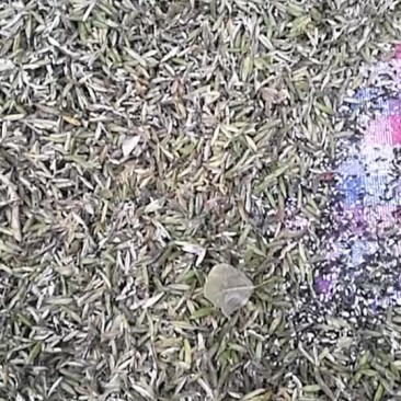 纯紫玉簪，白玉簪，籽粒饱满