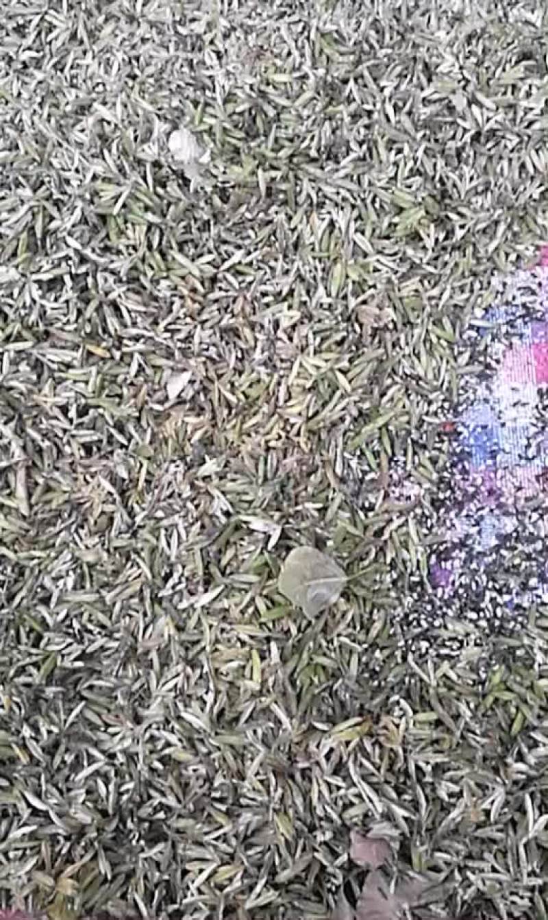 纯紫玉簪，白玉簪，籽粒饱满