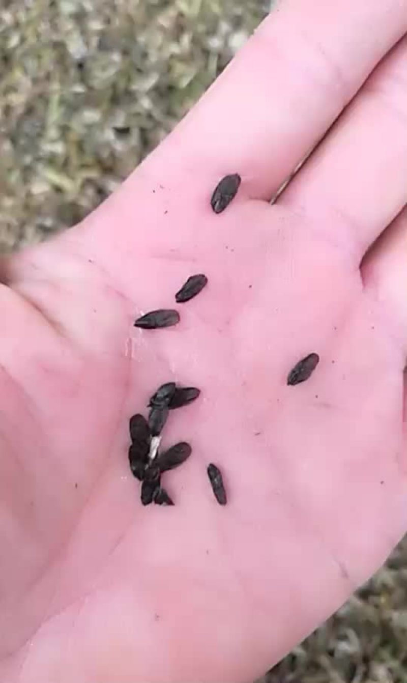 纯紫玉簪，白玉簪，籽粒饱满