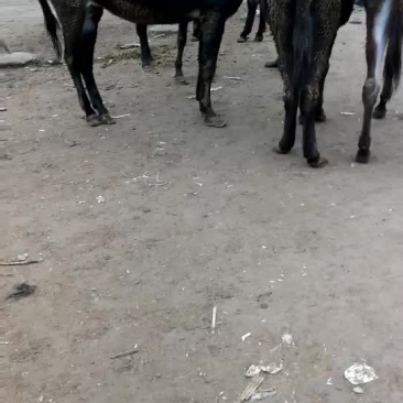 肉驴