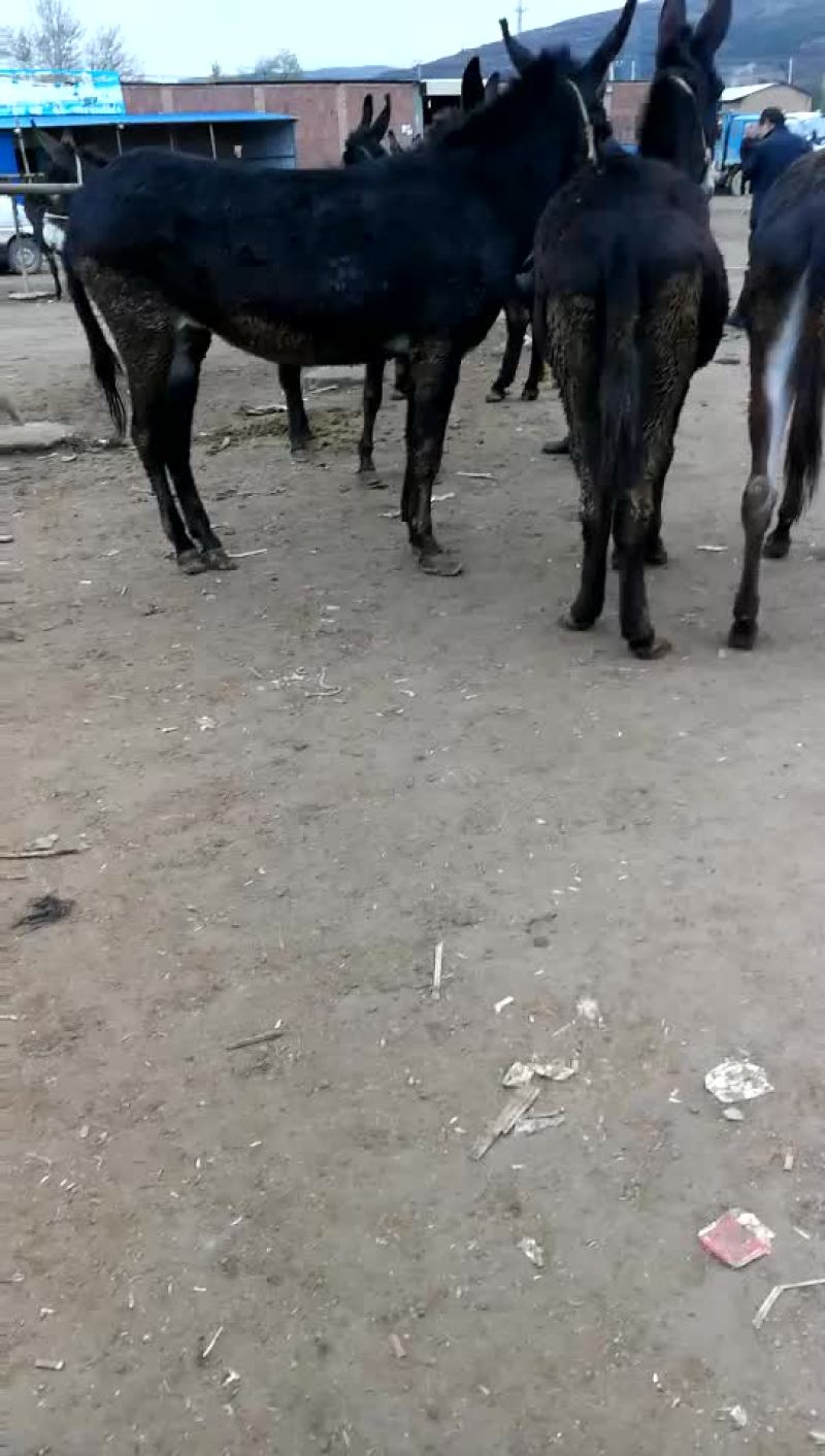肉驴