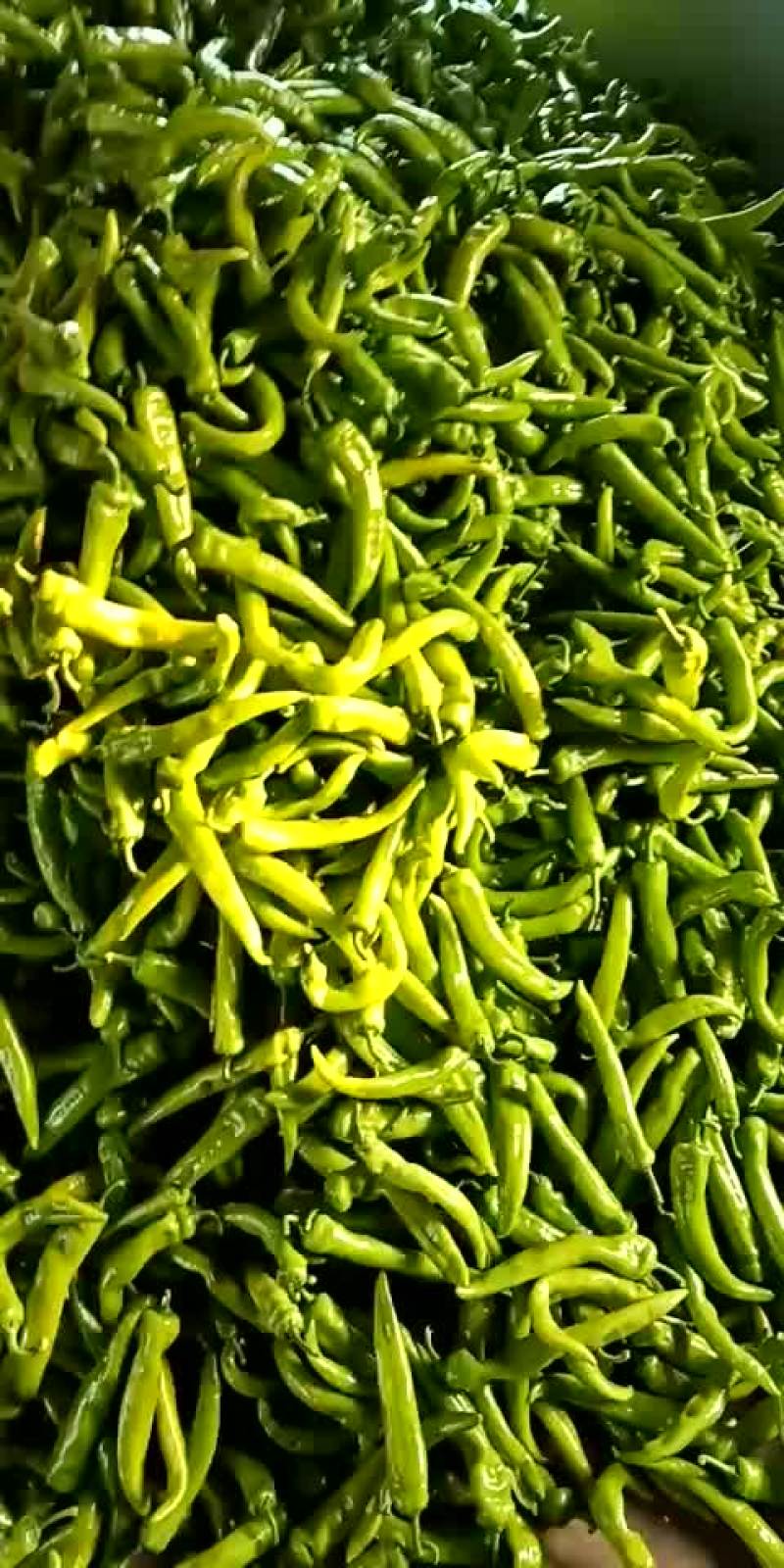 鲜辣椒