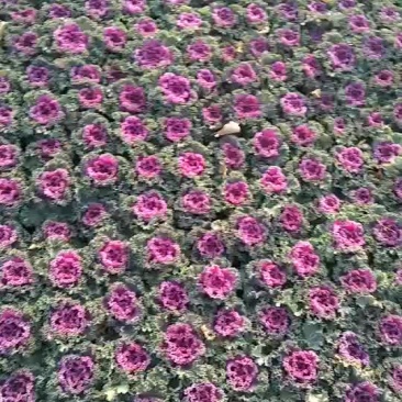 羽衣甘蓝