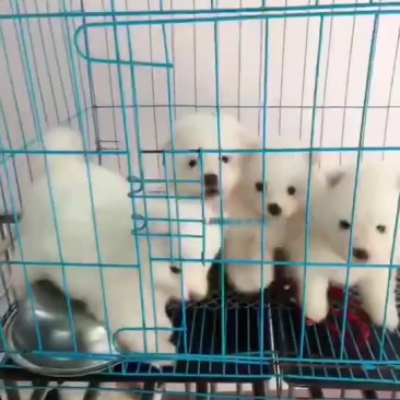 宠物狗