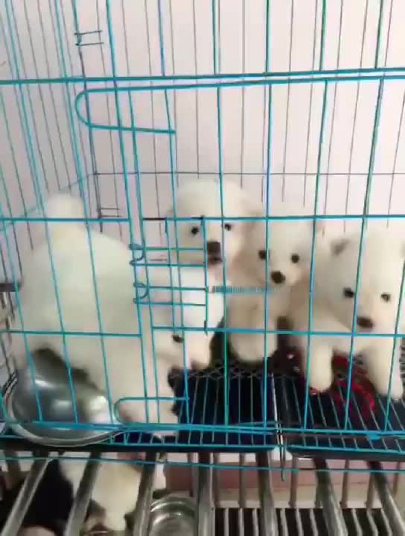 宠物狗