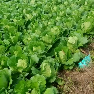 精品黄心大白菜，娃娃菜马上上市，欢迎各位老板看货采购