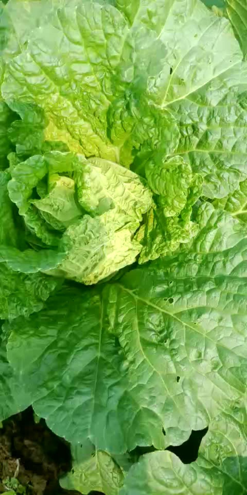 精品黄心大白菜，娃娃菜马上上市，欢迎各位老板看货采购