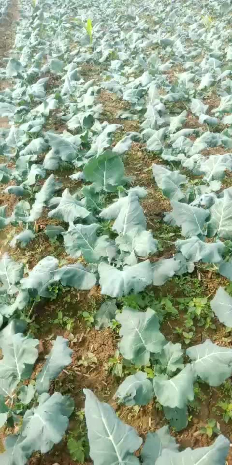 精品黄心大白菜，娃娃菜马上上市，欢迎各位老板看货采购