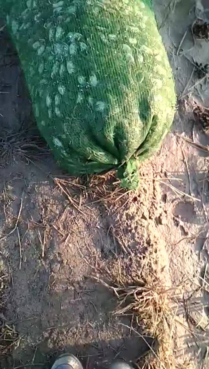 盘锦蟹苗以大量上市有需要的朋友请联系