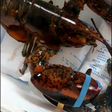 大波龙