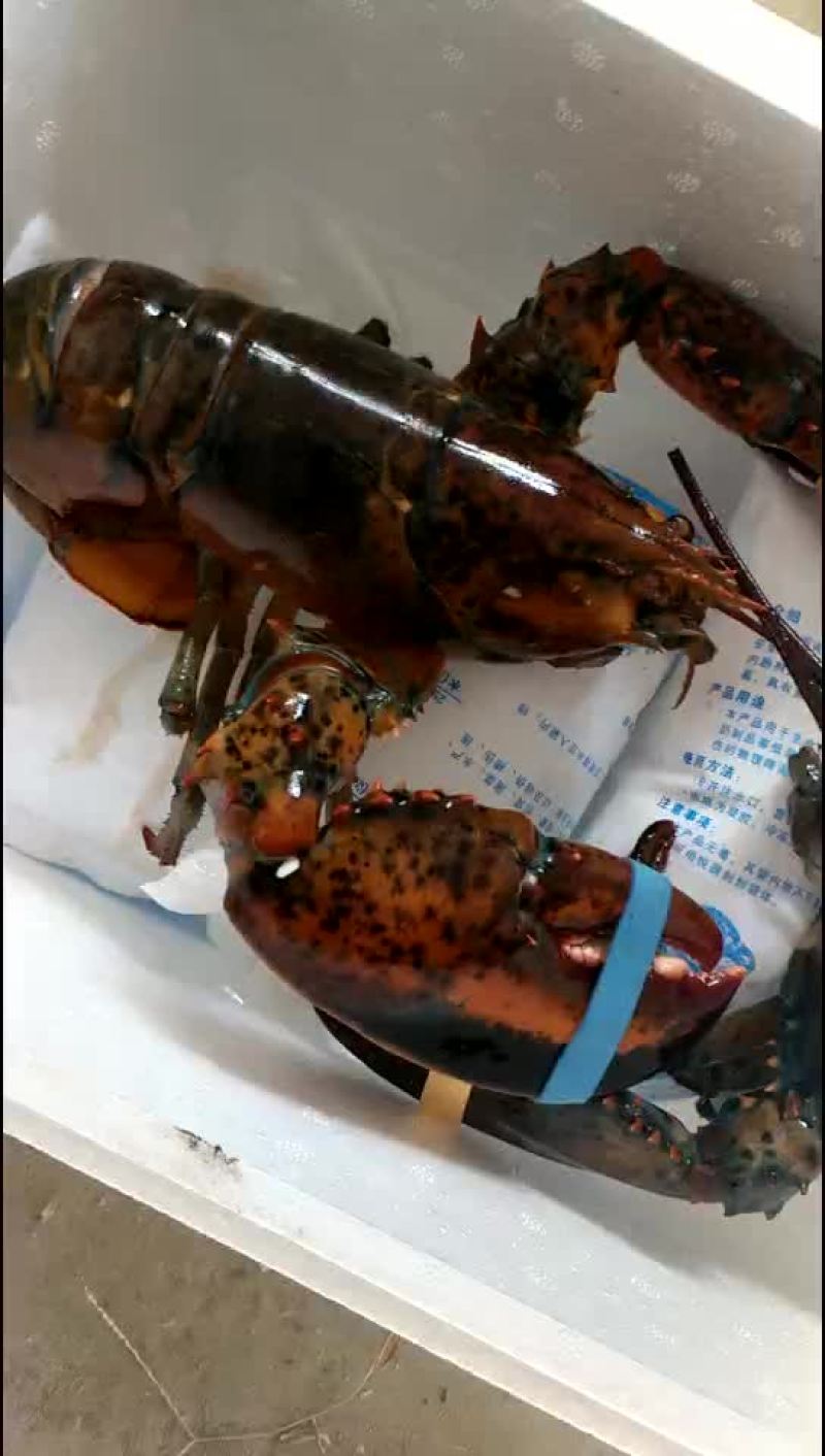 大波龙