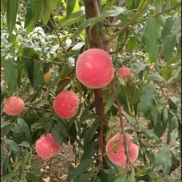 映霜红蜜桃