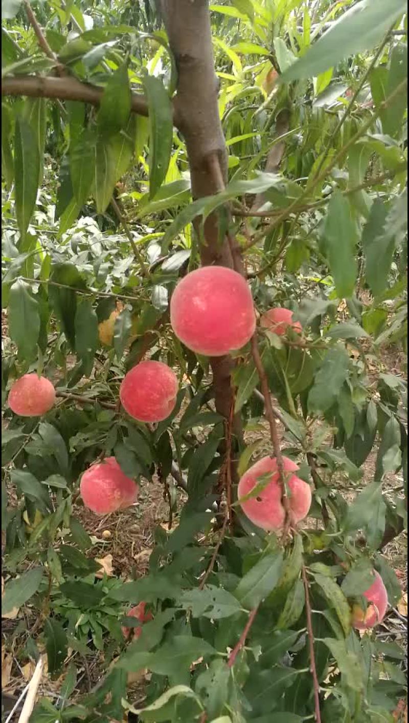映霜红蜜桃