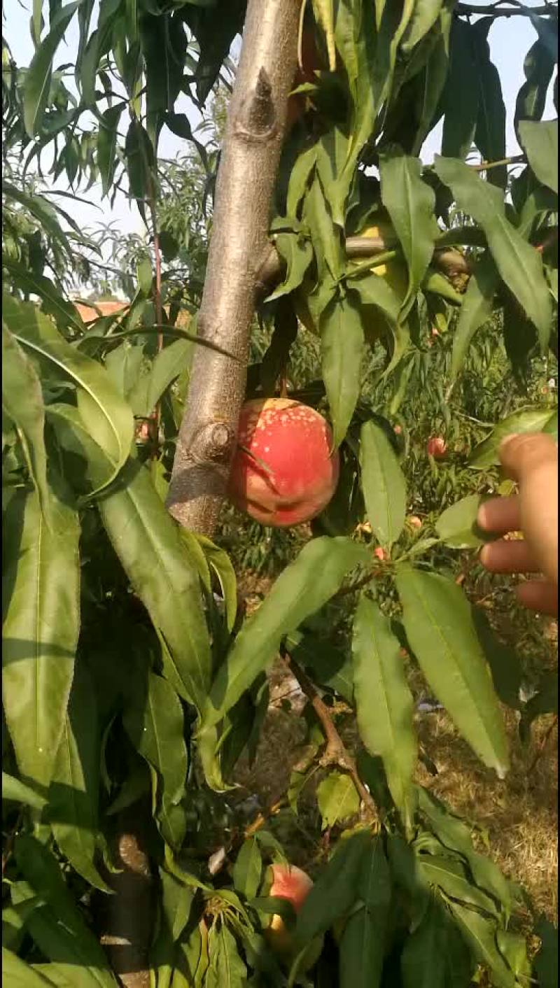 映霜红蜜桃