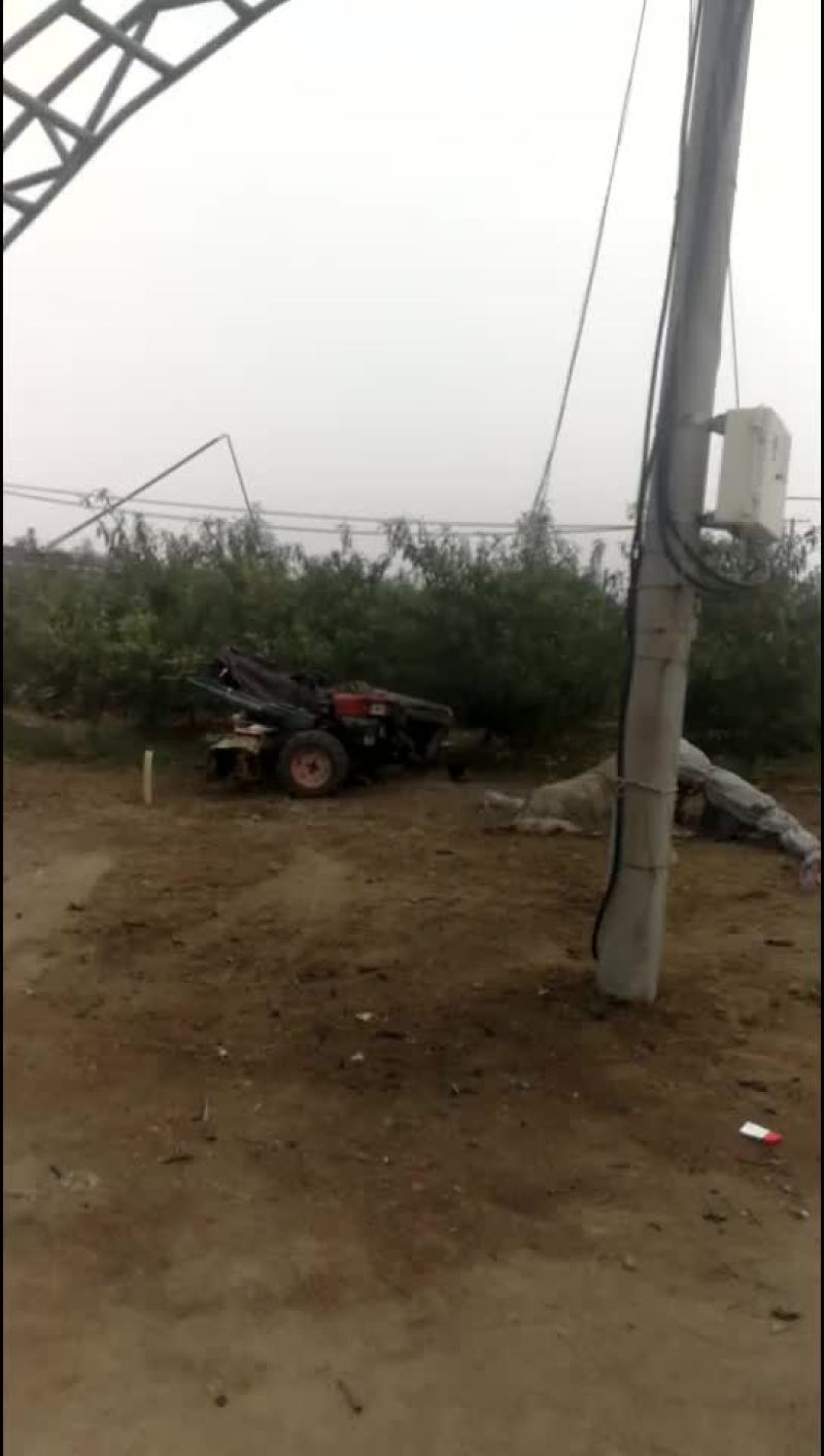 映霜红蜜桃