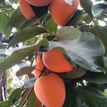 富平梅家坪优质尖柿