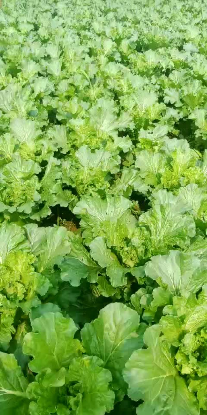 白菜山地王2号马上上市
